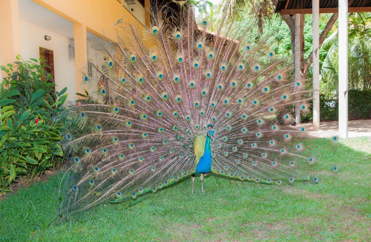 Eco Pousada Paraiso Dos Coqueirais Japaratinga Exterior photo